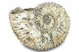 Bumpy Ammonite (Douvilleiceras) Fossil - Madagascar #277175-1